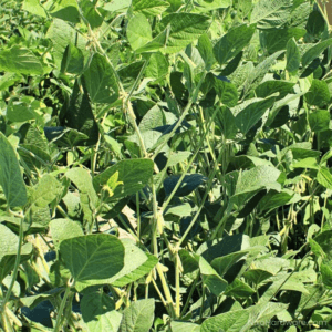 Eagle Seed Game Keeper Roundup-Ready Soybean