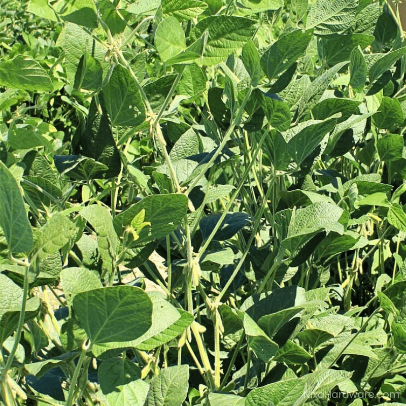 Eagle Seed Game Keeper Roundup-Ready Soybean