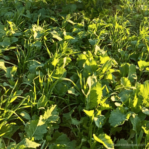 Eagle Seeds – Smorgasbord Fall Mix