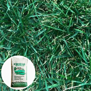 Emerald Green Fescue Seed