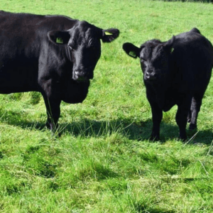 Estancia Fescue Seed growing in field with cattle