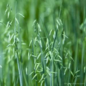Fall Forage Oats growing in field