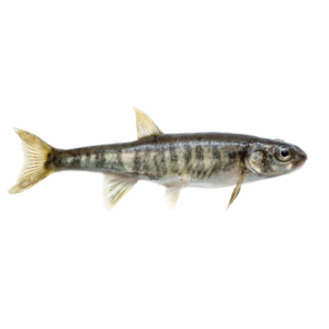 Fathead Minnows