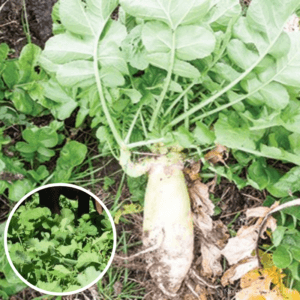 Forage Turnip Seed growing in field