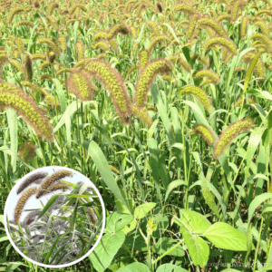 German Foxtail Millet Seed growing in field