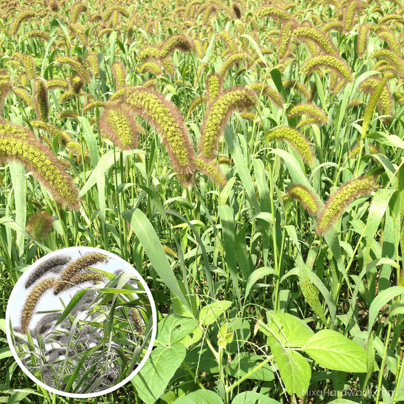 German Foxtail Millet Seed growing in field