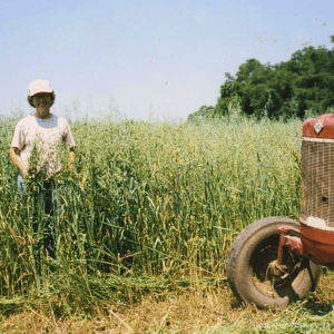 Goliath Oat Seed Growing in Field shown with Farmer