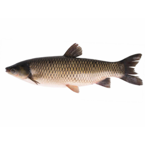 Grass Carp Fish