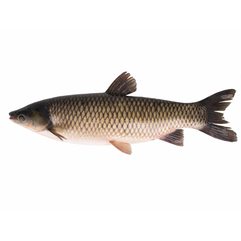 Grass Carp Fish