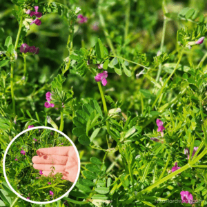 Hairy Vetch Seed growing in field