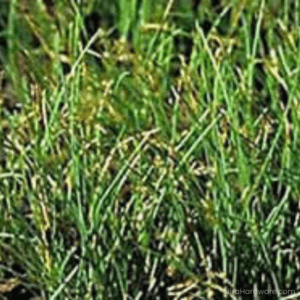 Hard Fescue Lawn Grass Seed growing in ground