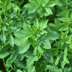 HayGrazer Alfalfa Seed Growing in Field