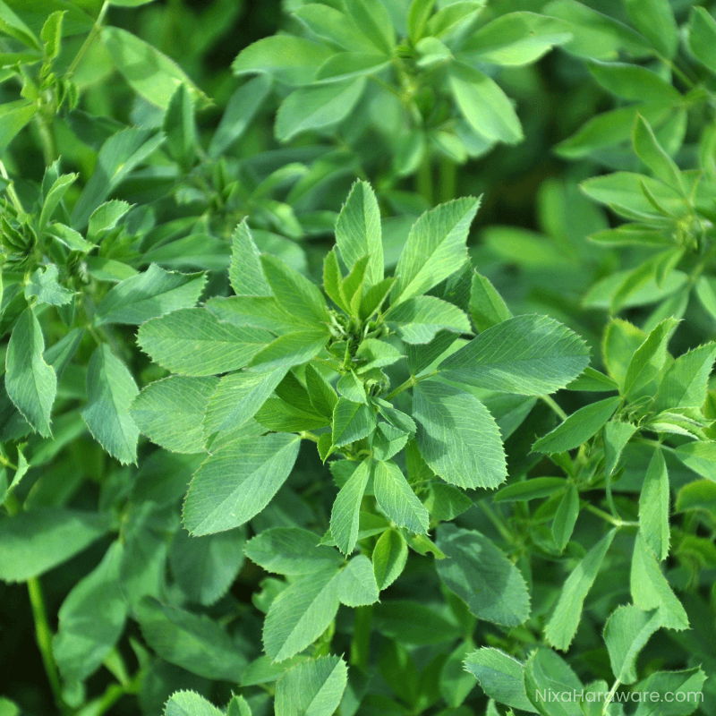 HayGrazer Alfalfa Seed Growing in Field