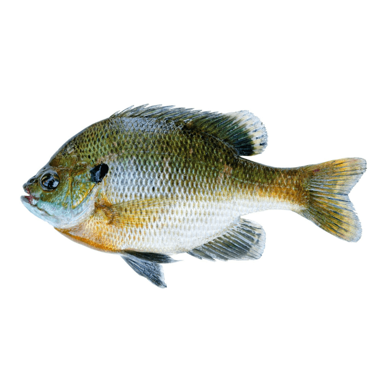 Hybrid Bluegill Fish