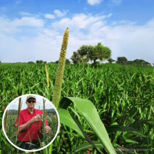 Hybrid Pearl Millet Seed growing in field