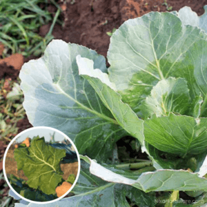 Impact Forage Collards Seed grown in field