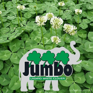 Jumbo Ladino Clover Seed growing in field with logo