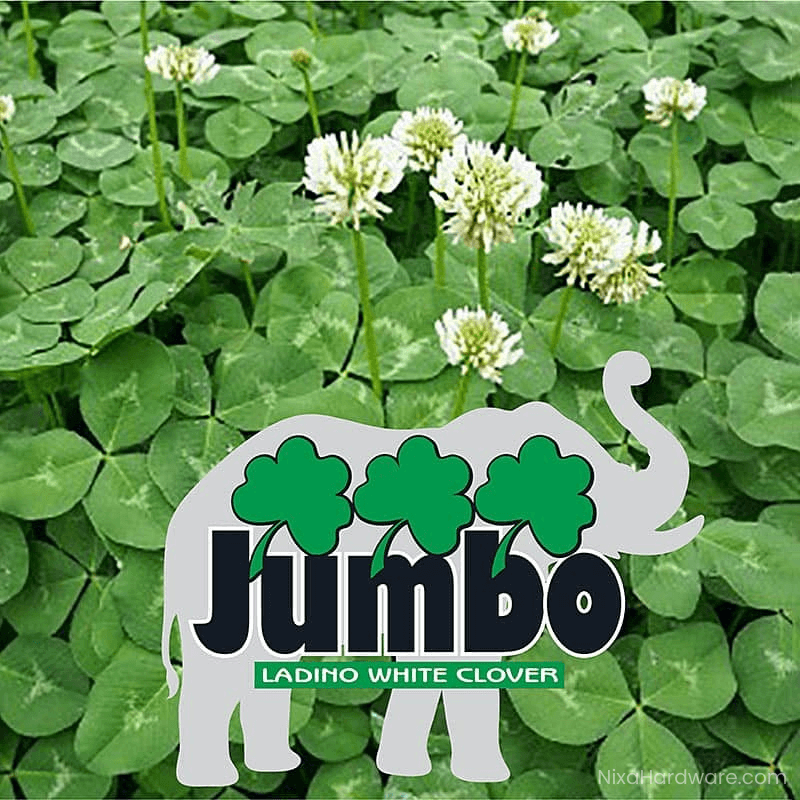 Jumbo Ladino Clover Seed growing in field with logo