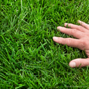 KY 31 Tall Fescue Lawn Grass Seed