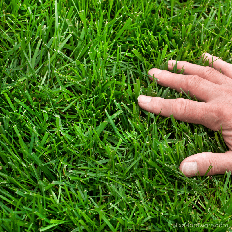 KY 31 Tall Fescue Lawn Grass Seed