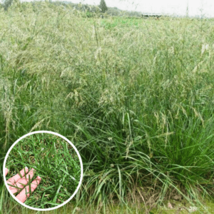 KY-32 Tall Lawn Fescue Lawn Grass Seed growing in big lawn