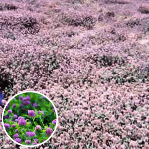 Kenland Red Clover Seed blooming in big field