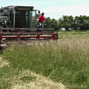 Kentucky 31 Tall Fescue Seed being cut in field