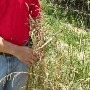 Kentucky 32 Tall Fescue Seed being checked in field by farmer