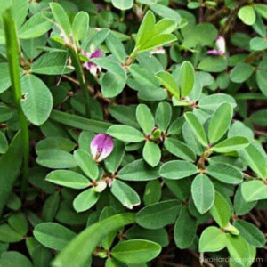 Korean & Kobe Lespedeza Seed Mix