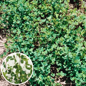 Korean Lespedeza Seed growing in ground