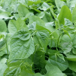 Lab Lab Seed growing in ground
