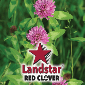 Landstar Red Clover Seed growing in field with logo
