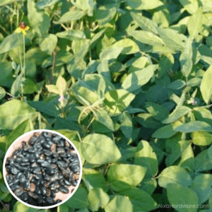 Laredo Forage Type Soybean – “Hay Bean” growing in field with close up view of soybeans