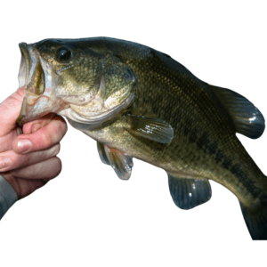 Largemouth Bass Fish