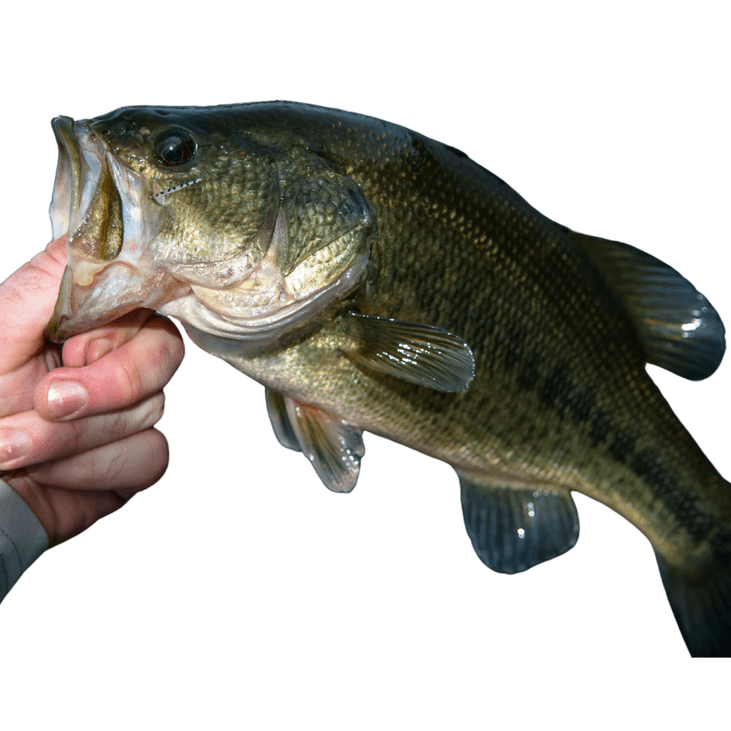 Largemouth Bass Fish