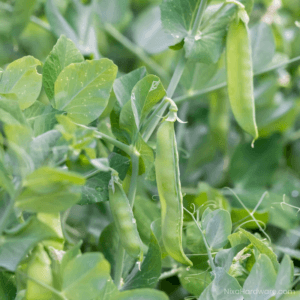 Little Giant Spring Pea Seed Pods