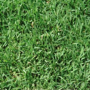 Majestic Bermuda Grass Lawn Seed