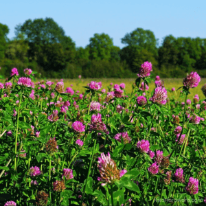 Mammoth Red Clover Seed