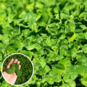 Marco Polo Large Leaf White Clover Seed growing in field