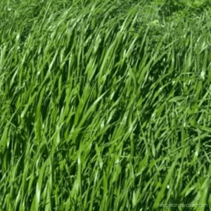 Marshall Ryegrass Seed growing in ground