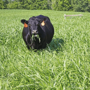 MaxQ II Texoma Fescue Seed growing in field with cow
