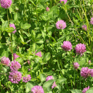 Medium Red Clover Seed Raw Uncoated growing in field
