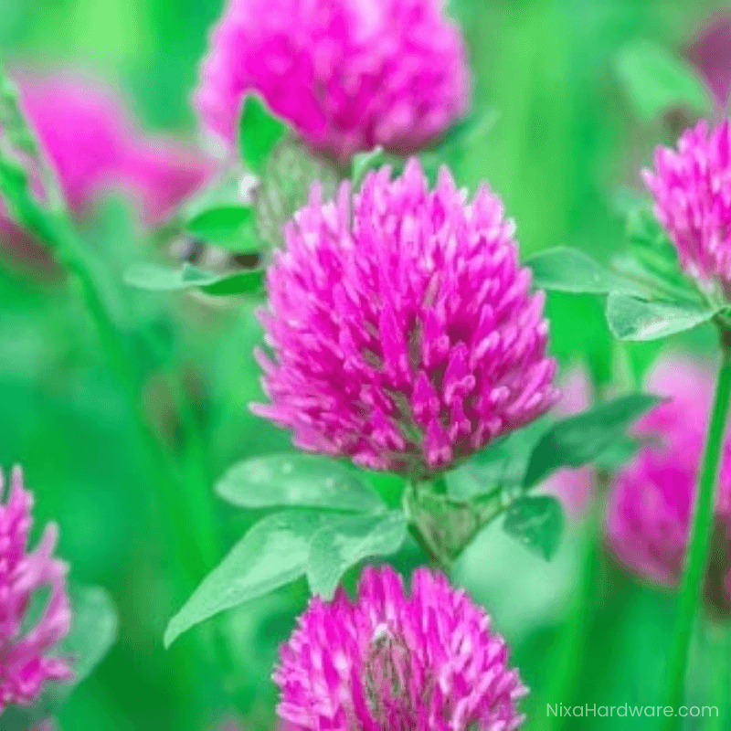 Medium Red Clover Seed in full bloom