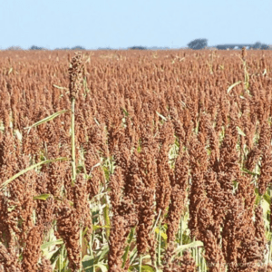 Milo Grain Sorghum