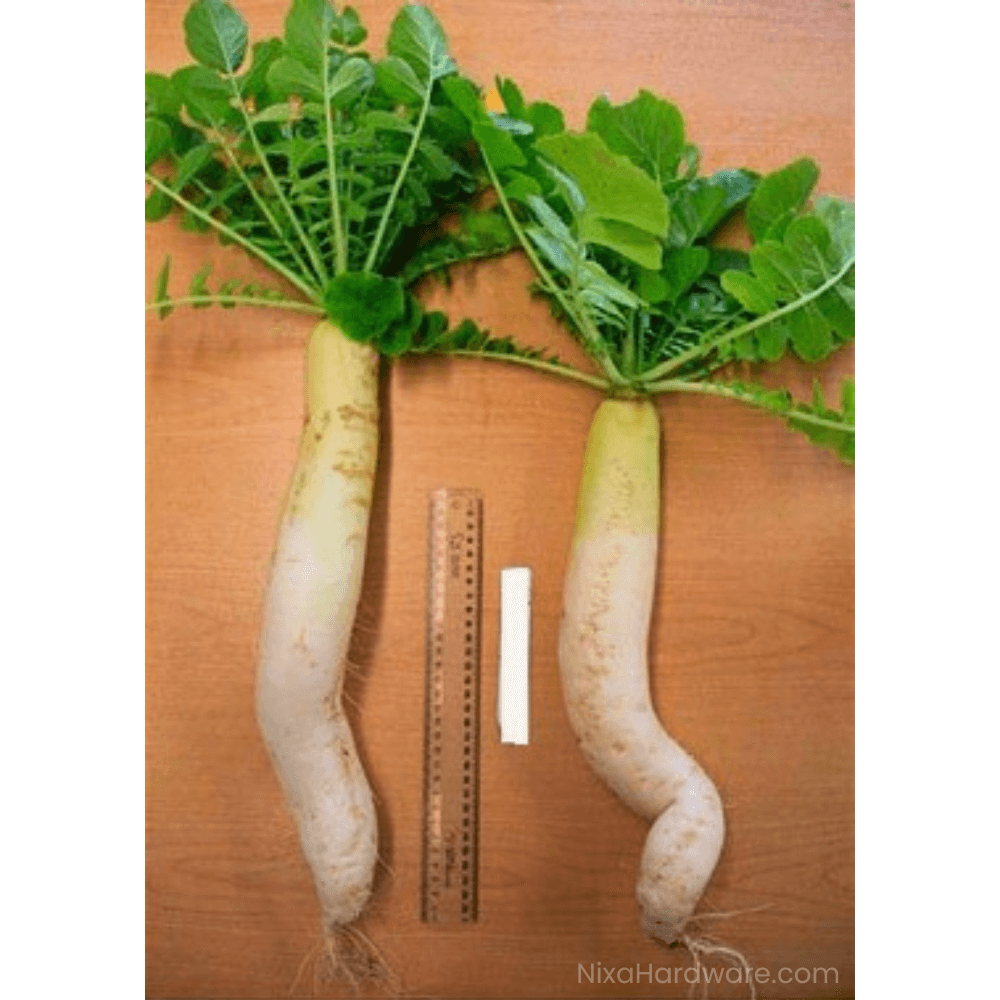 Mino Early Daikon Radish - approx 55 days after sowing