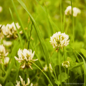 Nitro White Dutch Clover Seed blooming in field