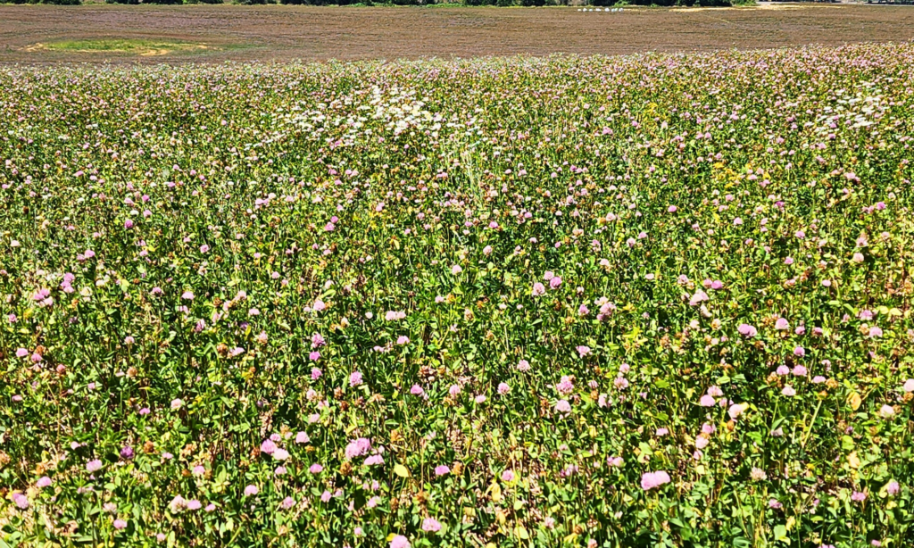Nixa Hardware Clover Seed Test Field