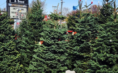 Live Christmas Trees at Nixa Hardware & Seed Co
