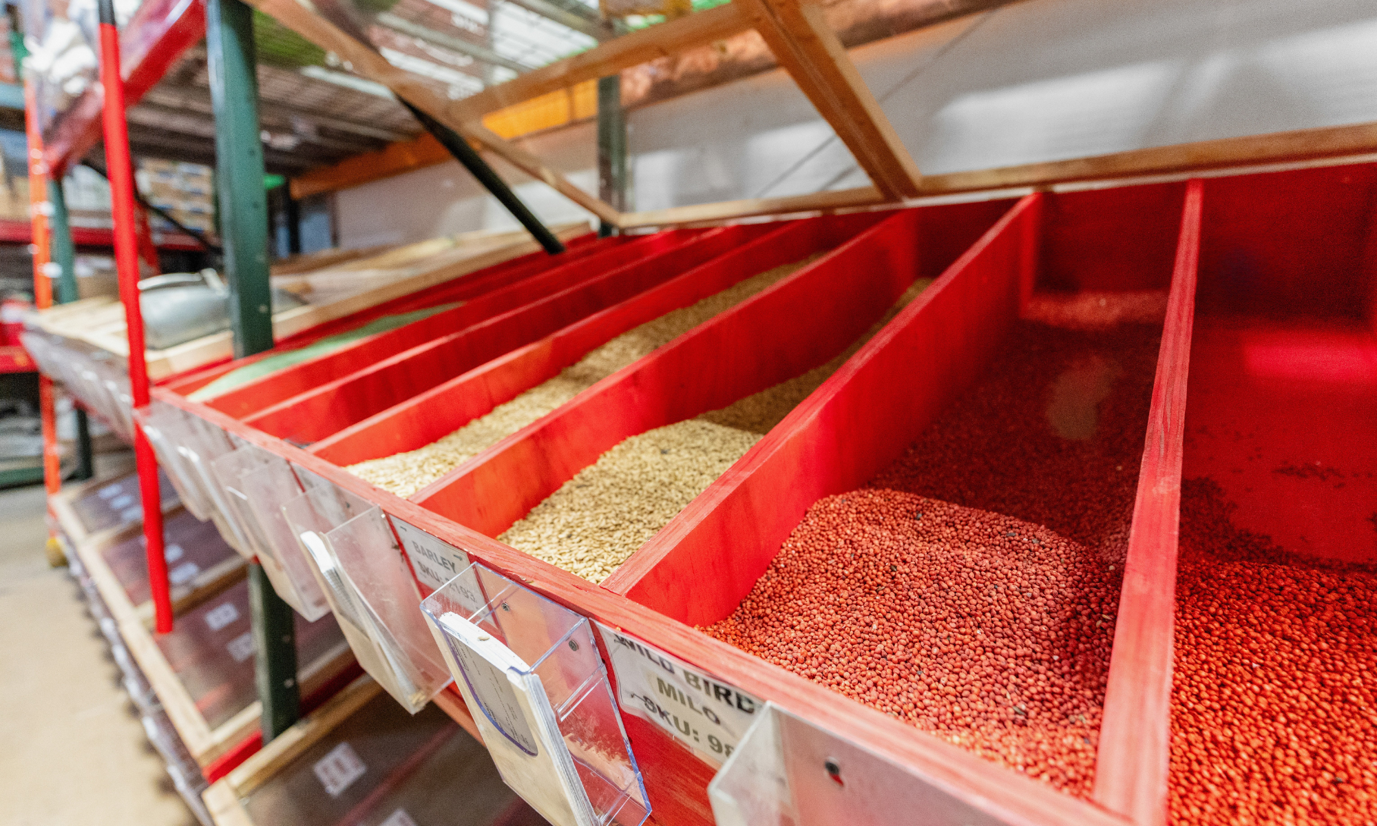 Nixa Seed For Sale By The Pound