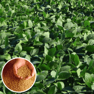 Oil Soybean Roundup-Ready growing in field